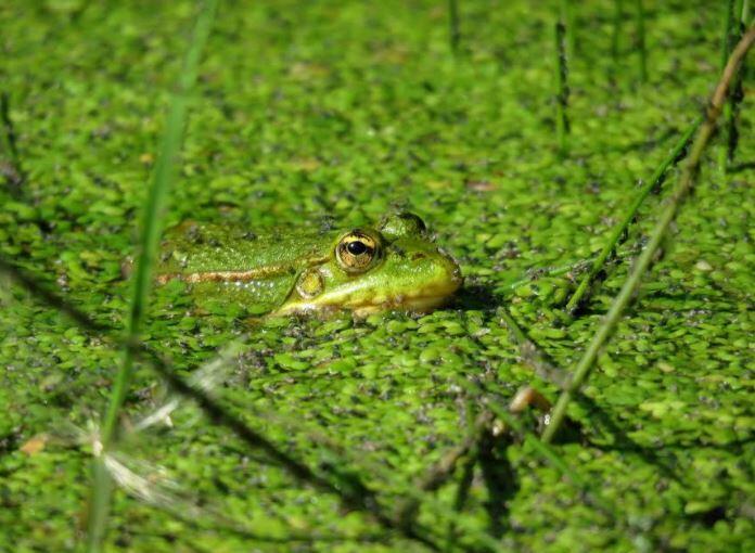 Sougéal - grenouille