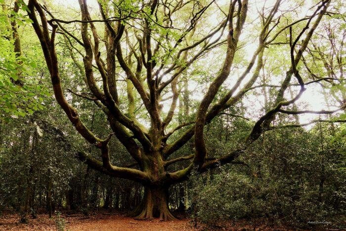 la foret sous toutes les coutures
