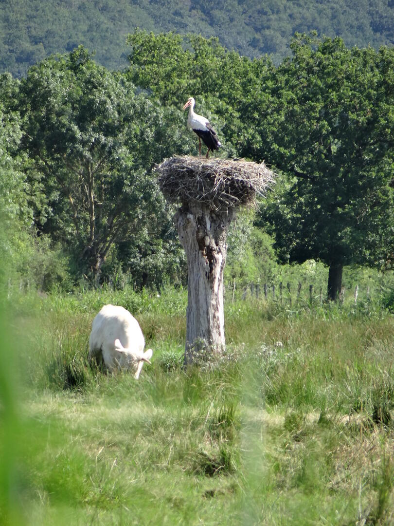 Sentier des Cigognes