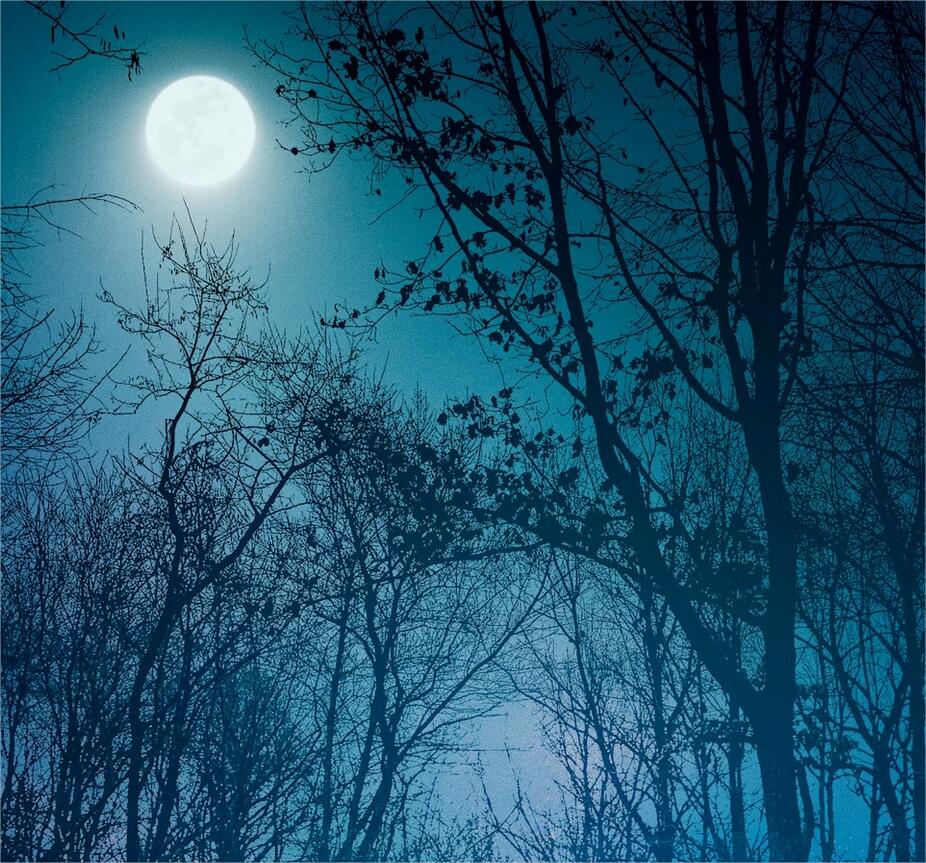 Une route sombre au milieu d’une forêt la nuit photo – Image gratuite de Forêt sur Unsplash — Mozilla Firefox