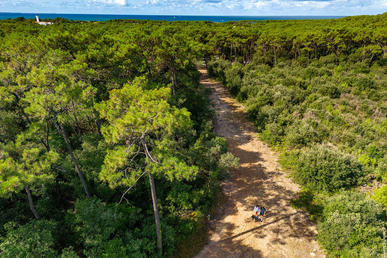 forêt_domaniale_la_tranche_sur_mer_03 copie