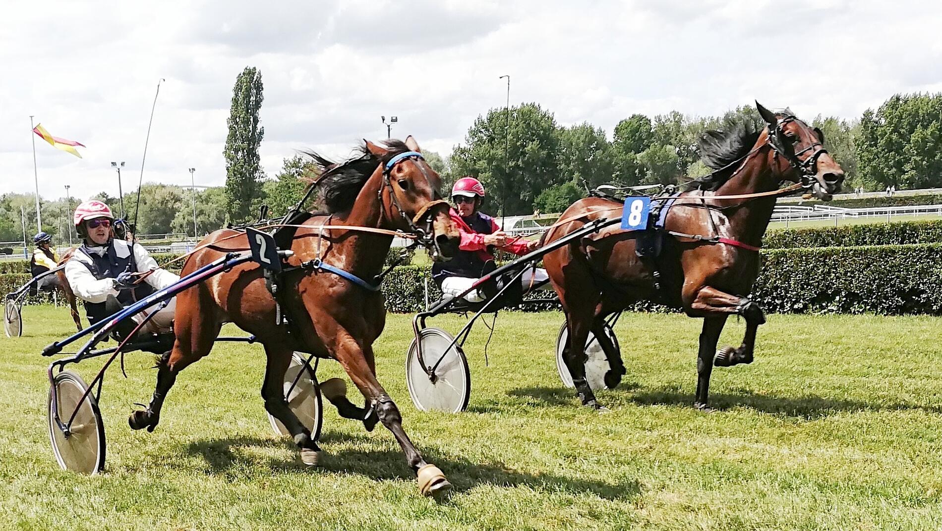 horses-g8ae7311a2_1920