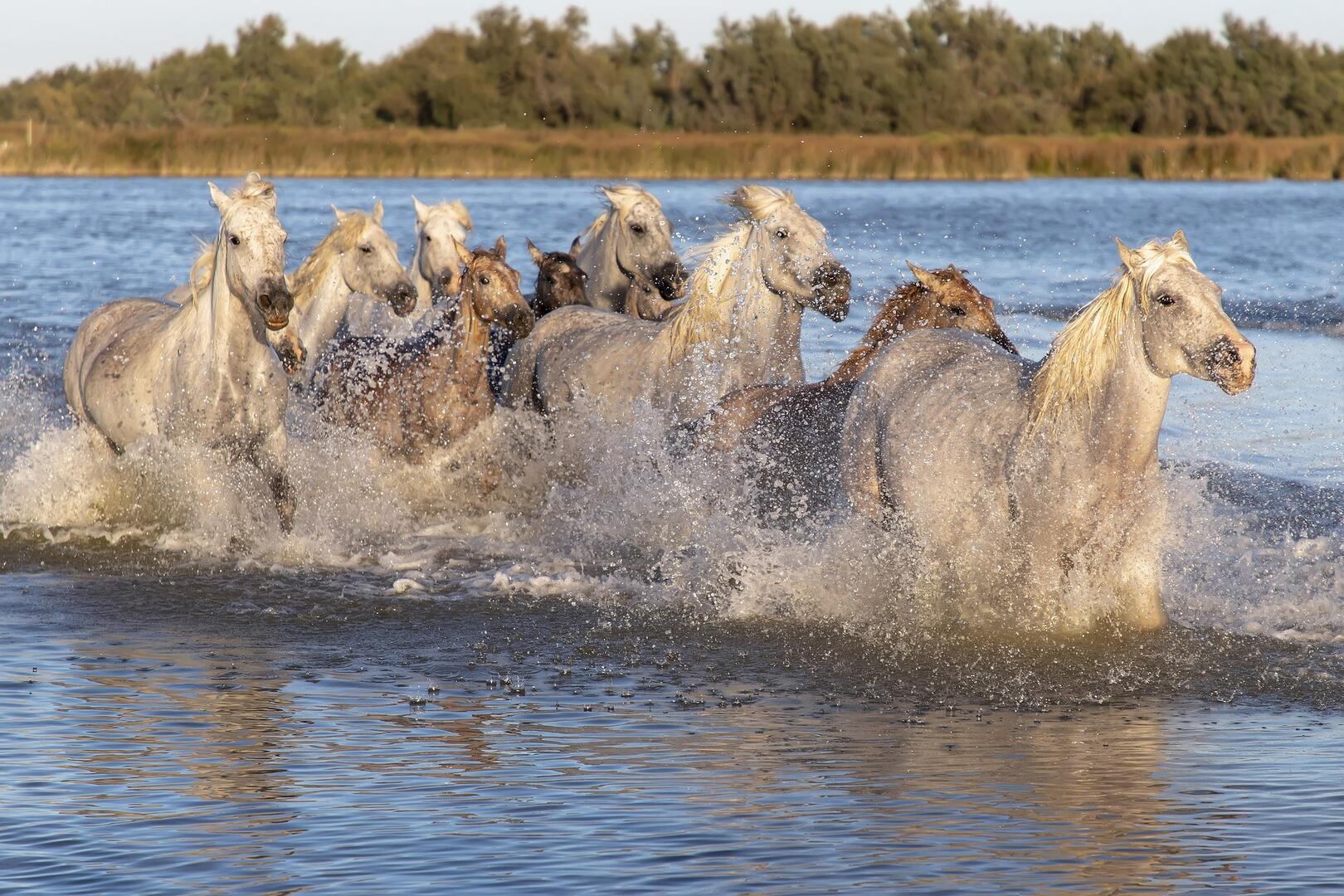 horses-gb30967245_1920
