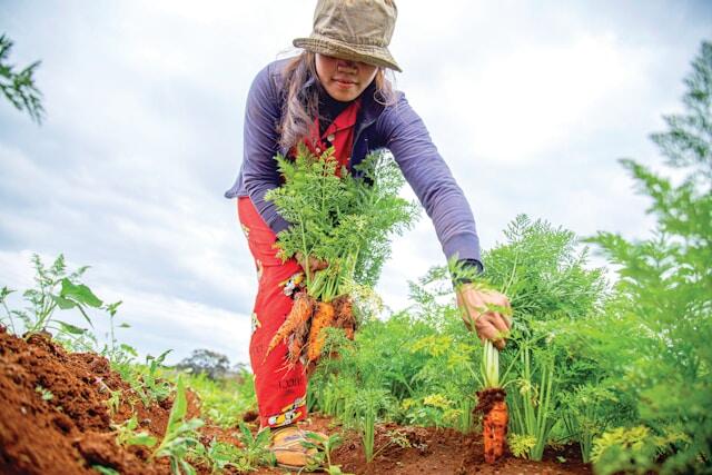 potager