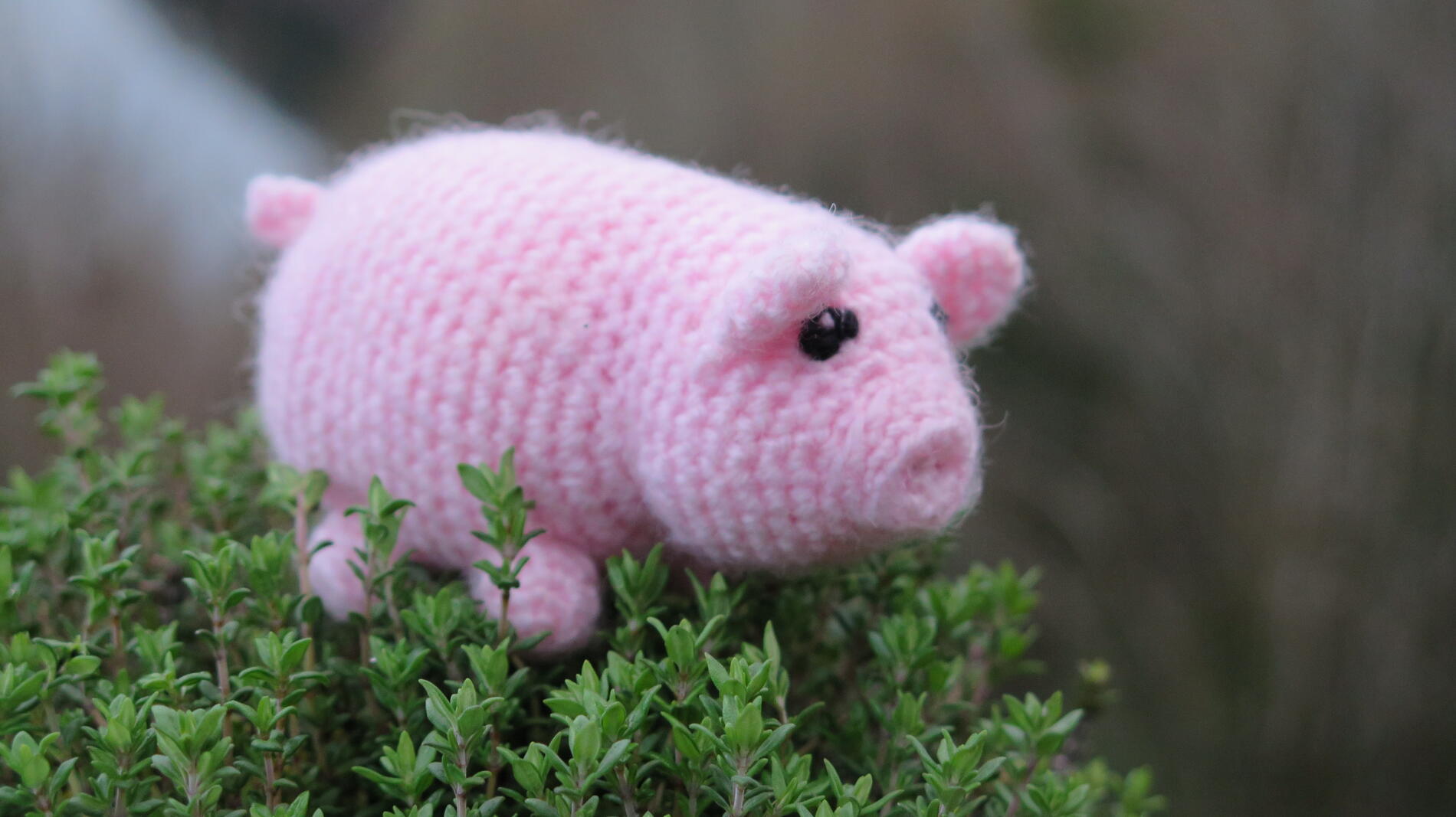 5 - Cochon