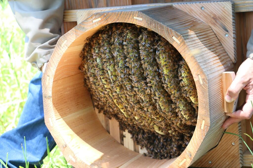 7- Abeilles_Jean-François Beaud