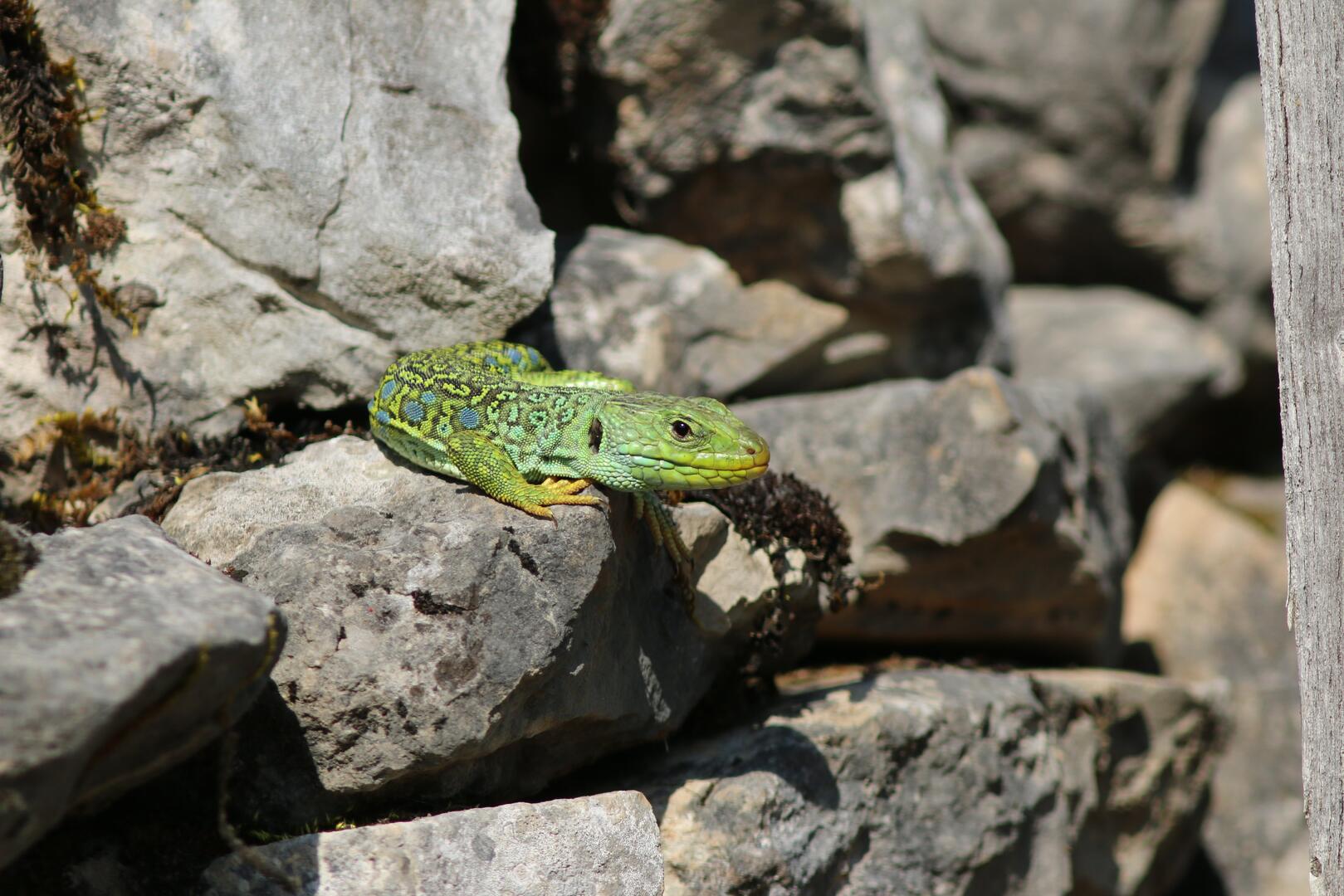 7 octobre_JournéeDD-lézard océlé@avrilla