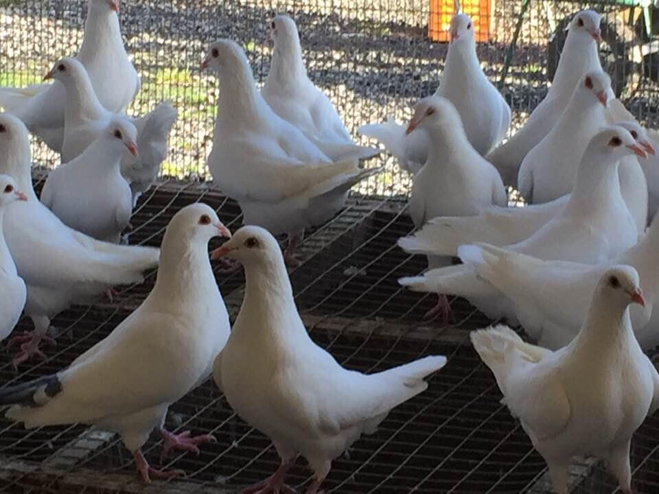 Pigeons reproducteurs Hubbell blancs