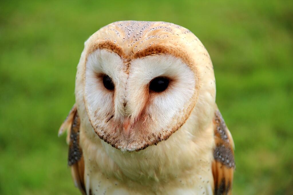 0_Chouette_effraie_-_Tyto_alba_-_Annevoie