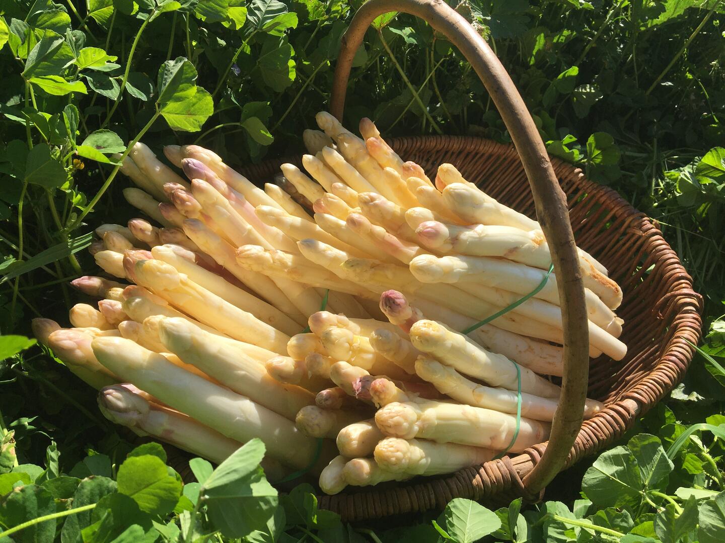 0La ferme de mirande_Bétaille