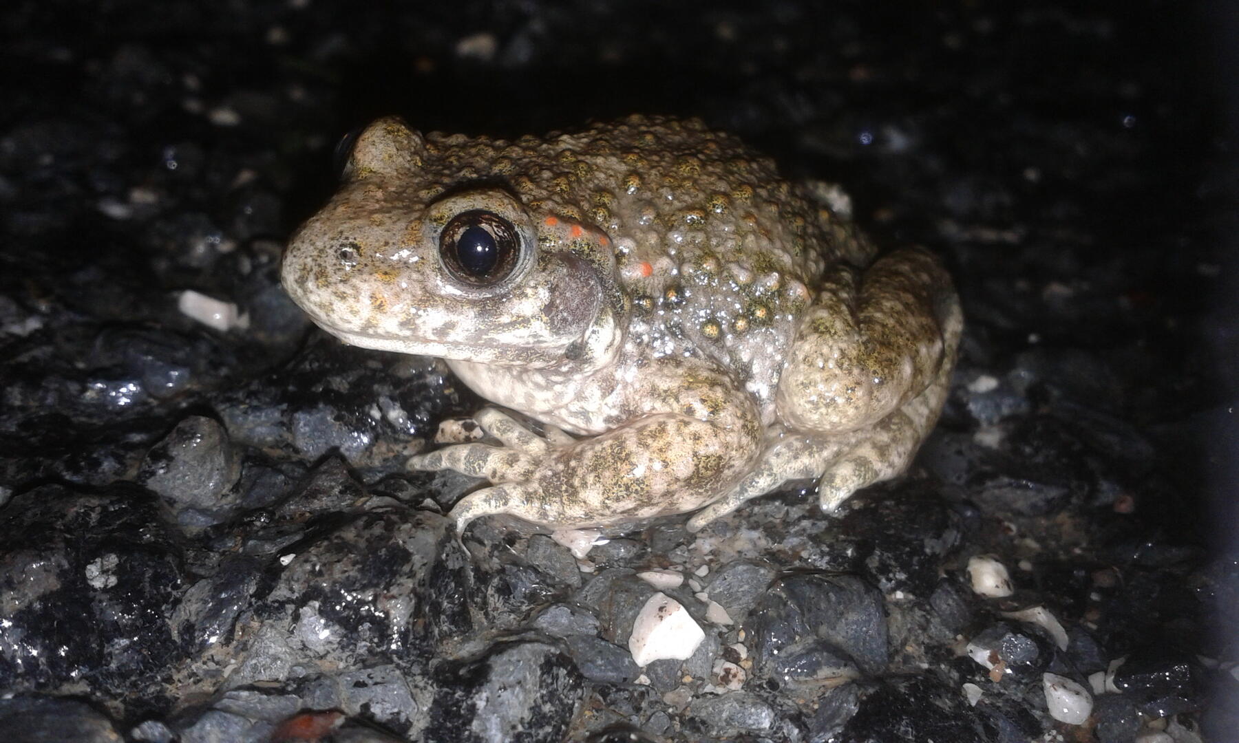 07032020-vieamphibienne