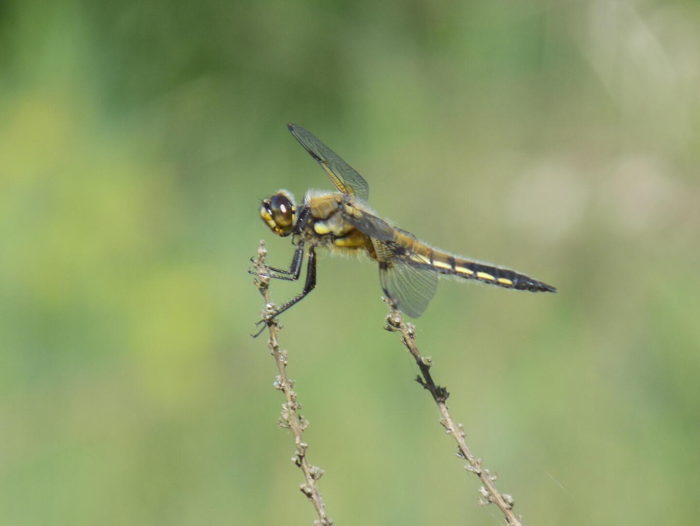 120622-libellules-rnrmaraisbonnefont