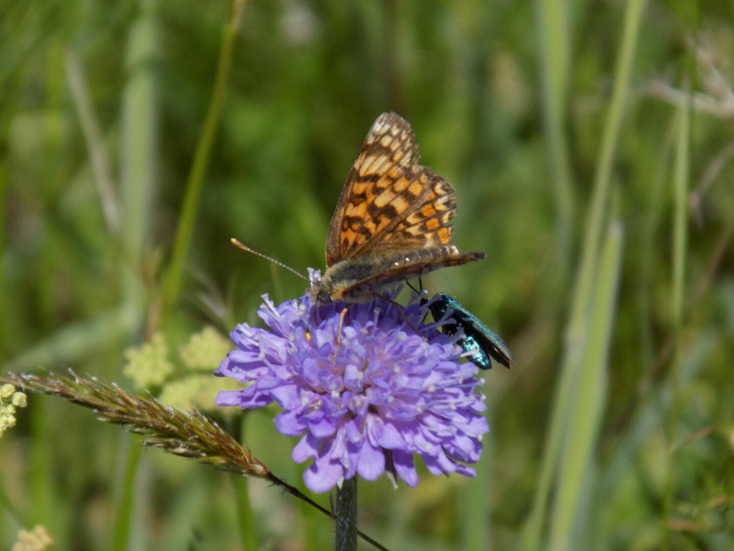 220522-papillons-rnrmaraisbonnefont