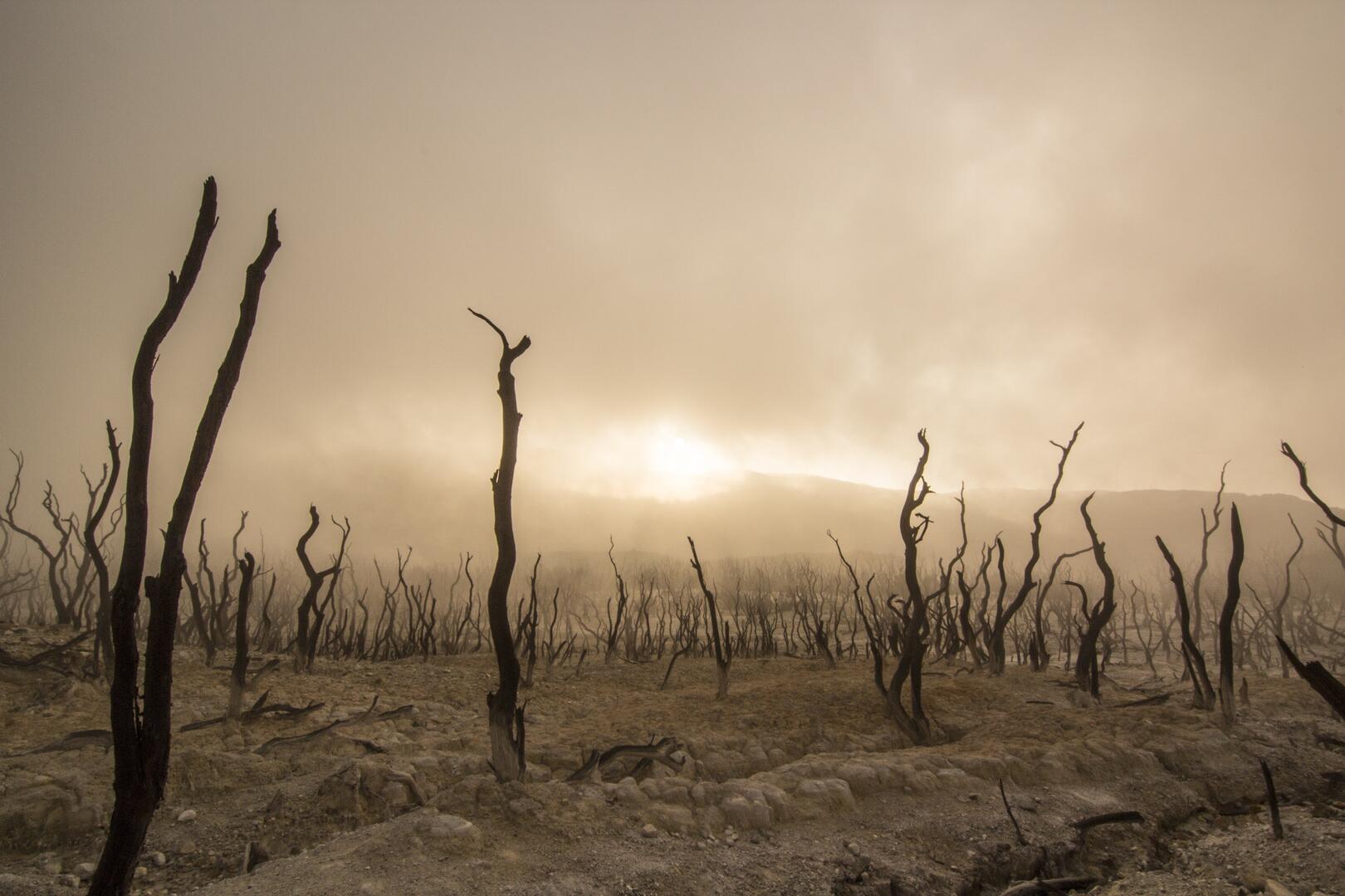 23-mai-dead-trees-pixabay