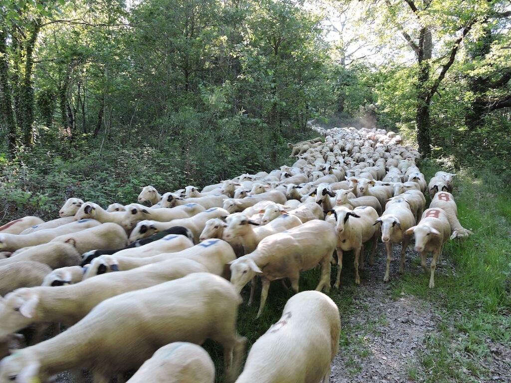 transhumance 3