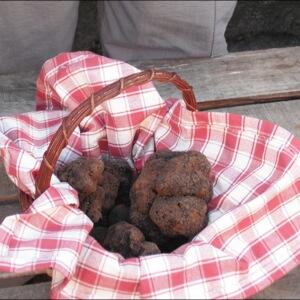 Truffe