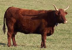 vache salers