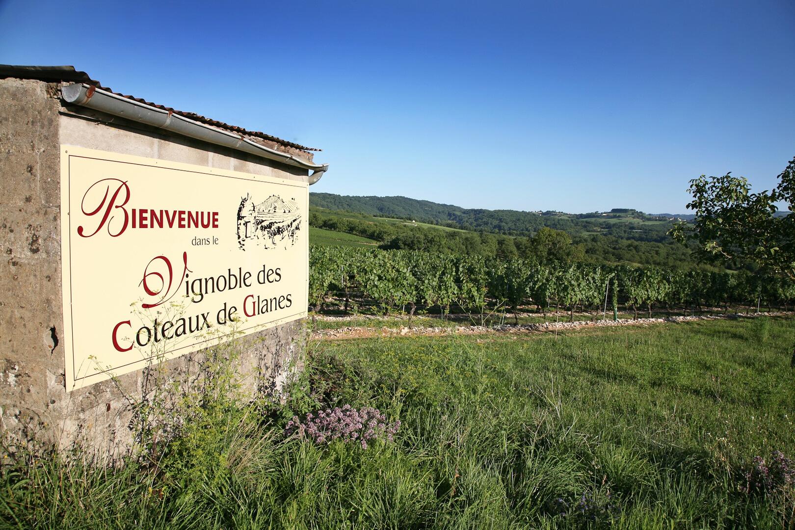 vignoble de glanes-® lot tourisme - j. morel-3