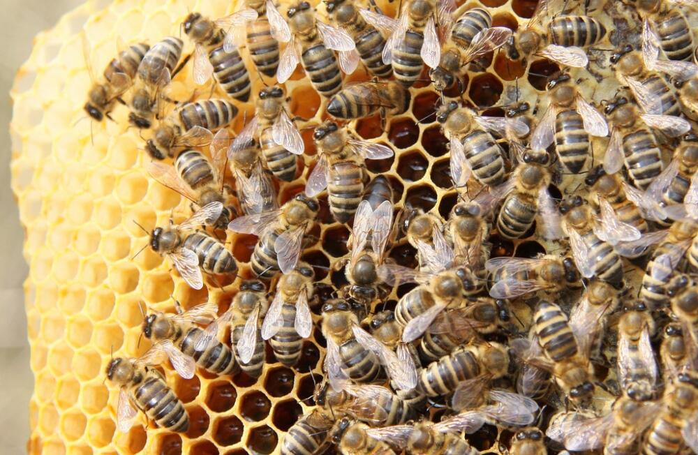 Apiculture