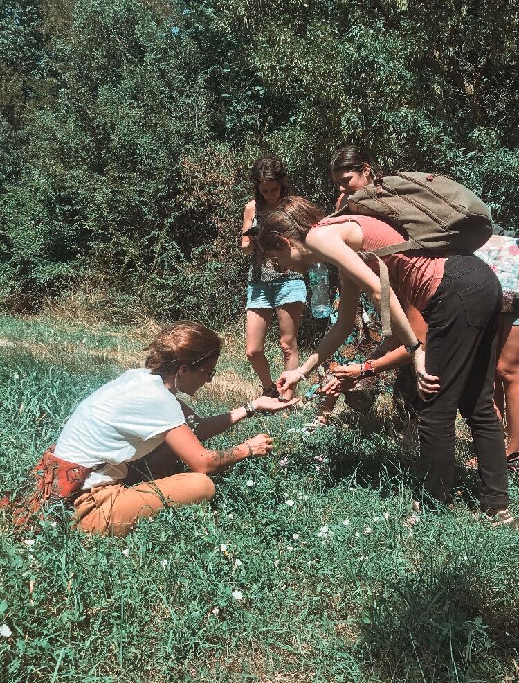 Arborescence Carlucet