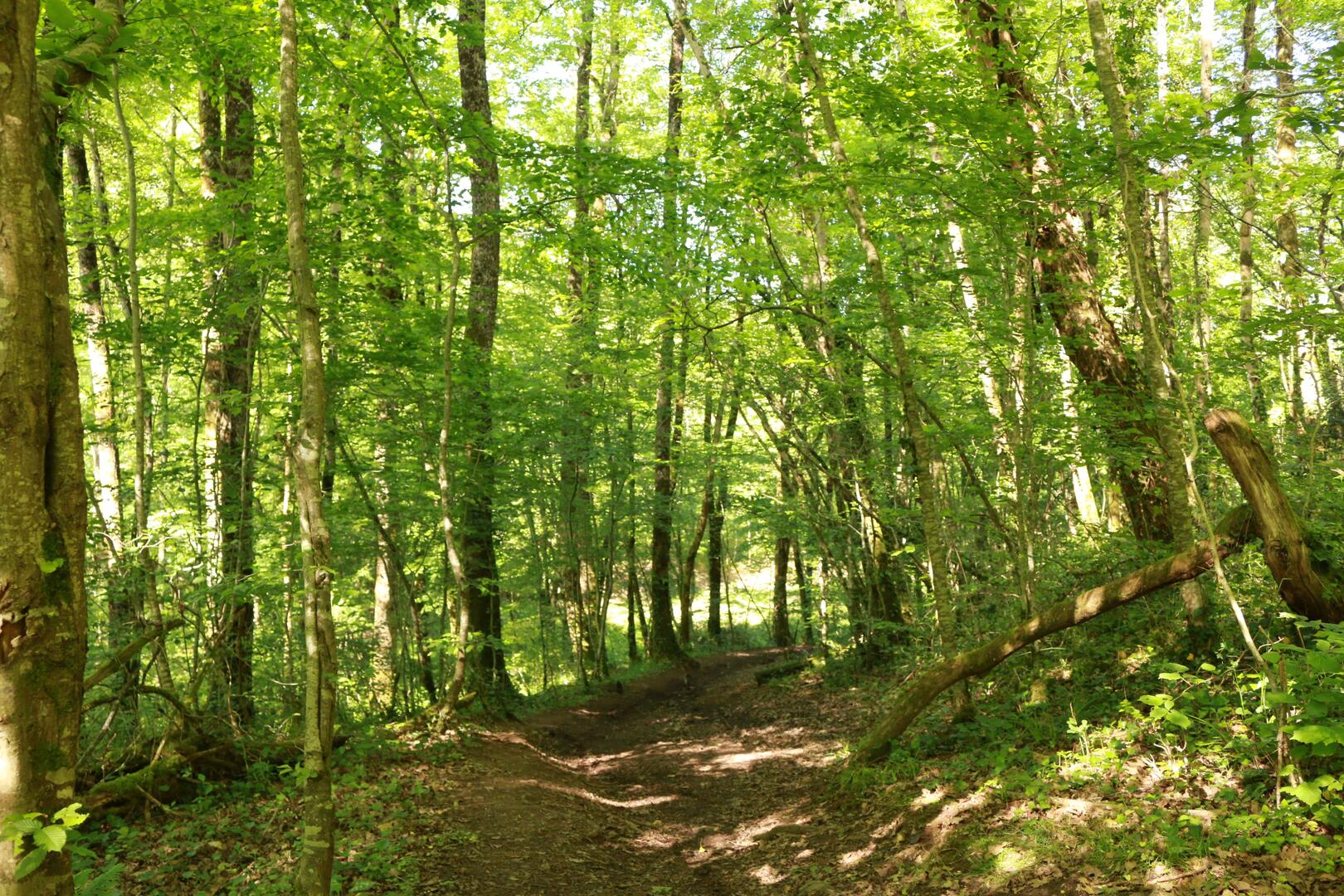 Au milieu des hêtres