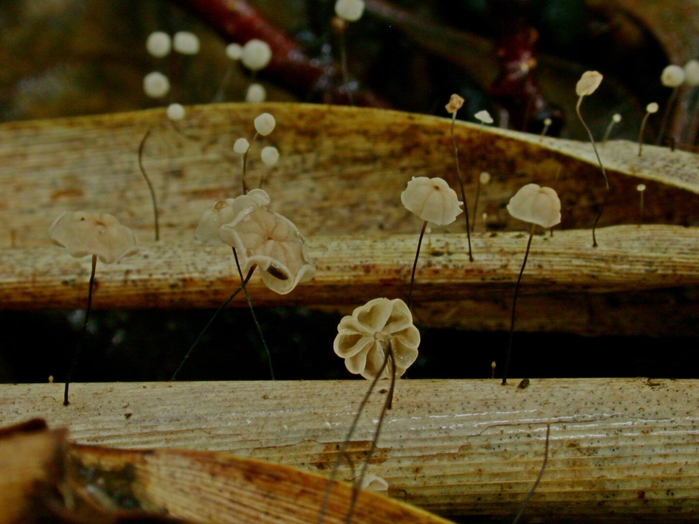 CH13101513_Marasmius_limosus