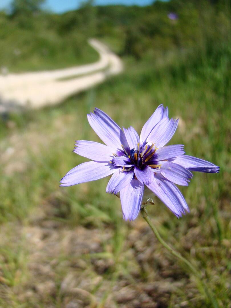 Catananche caerulea-portrait