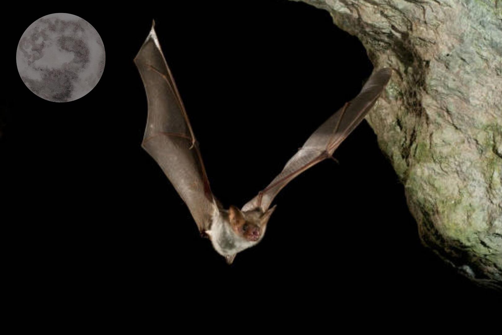 Chauve-souris