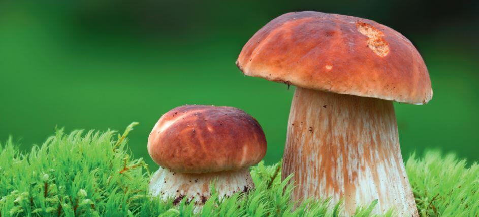 Champignon