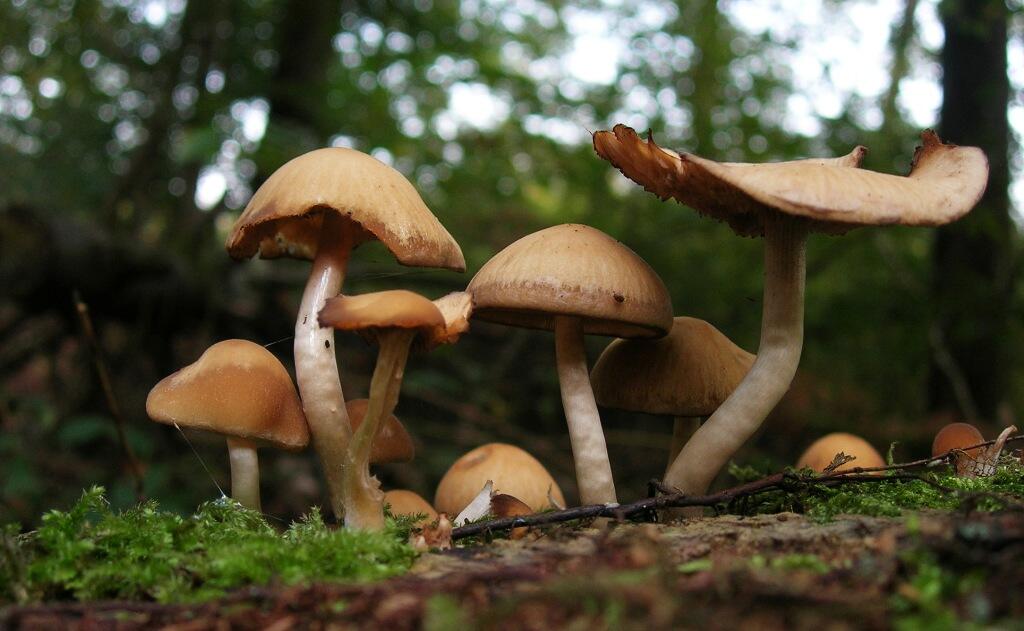 Champignons