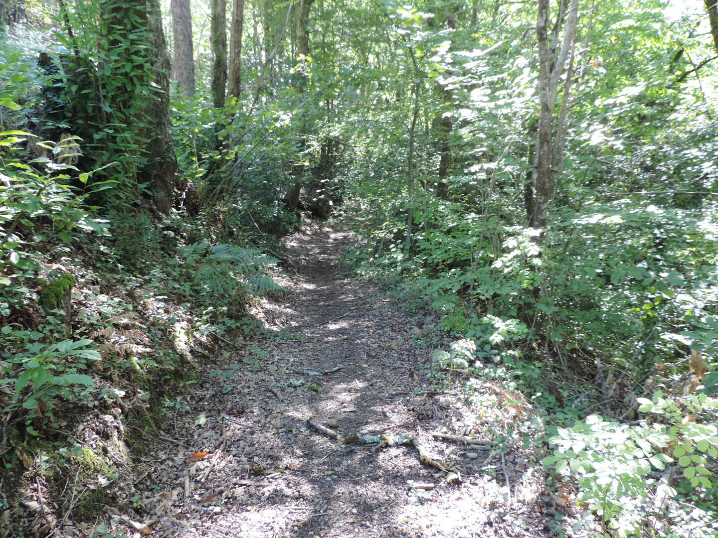 Chemin forestier