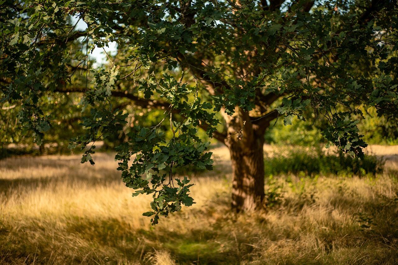 Arbre - Chêne