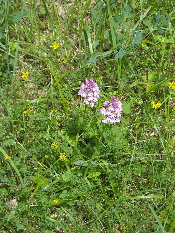 Orchidées Sauvages