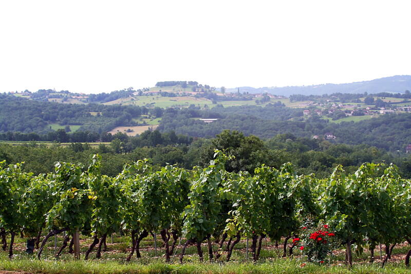 Glanes - Vue sur le Vignoble
