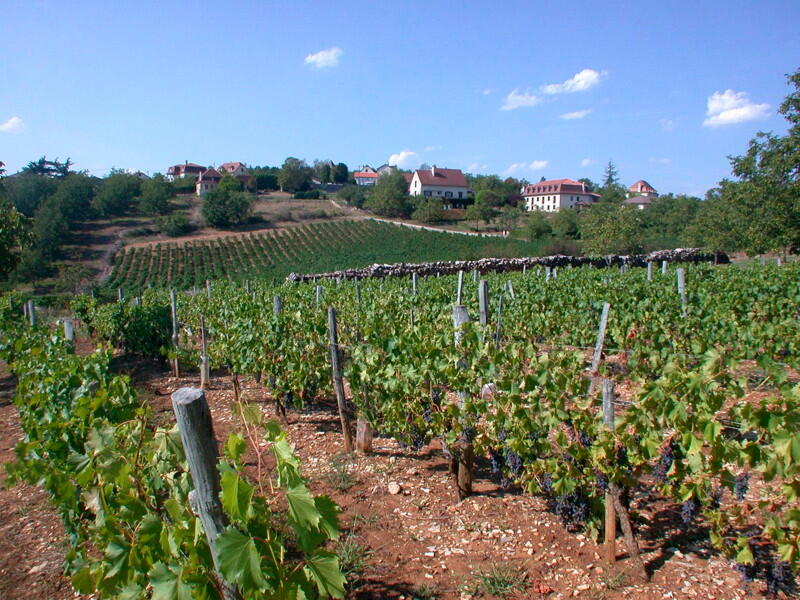 Glanes - Vignoble des Côteaux de Glanes