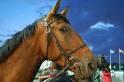 Concours Hippique