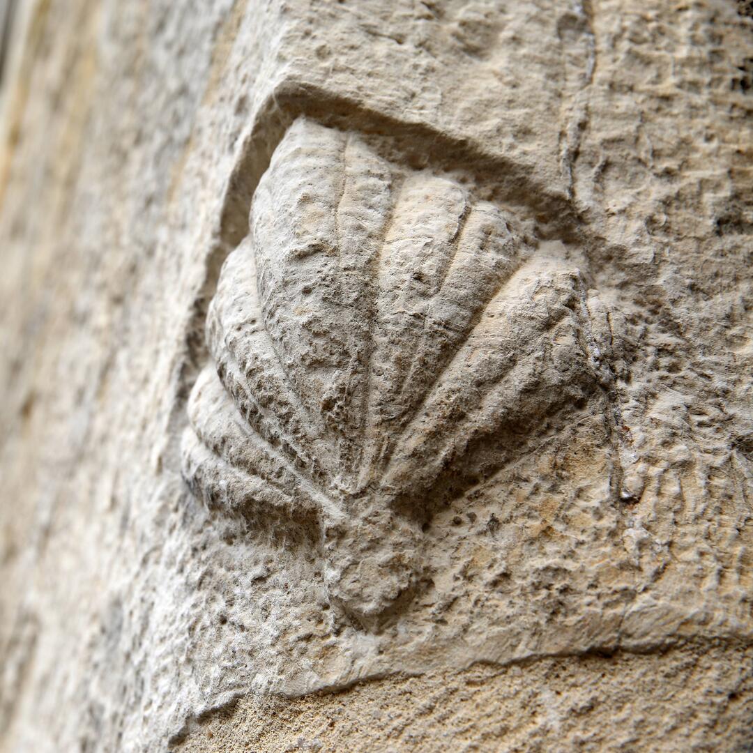 Coquille St Jacques ©Jerome Morel