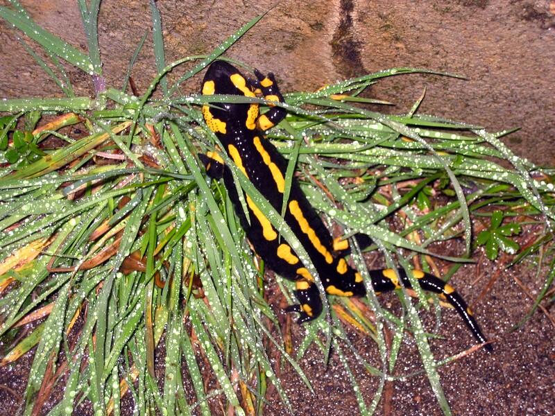 Découverte Amphibien Marais Bonnefont