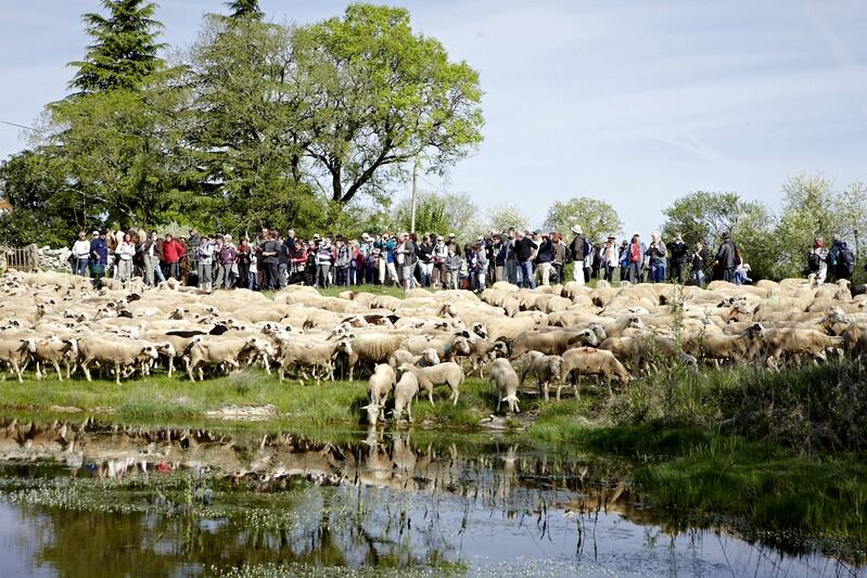 Transhumance Rocamadour-Luzech