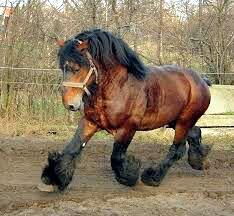 Concours cheval de trait
