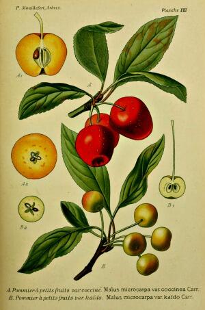 Fête de la Pomme