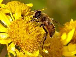 abeille
