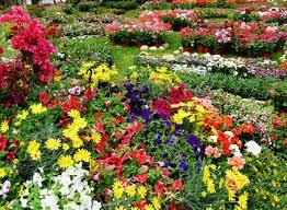 Floralies
