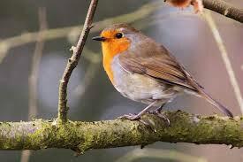 Rouge-gorge