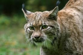 Lynx
