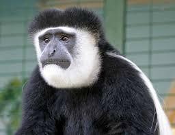 Singe