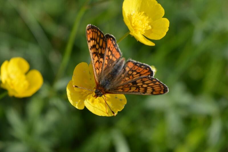 Papillon