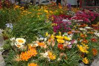 Foire aux fleurs
