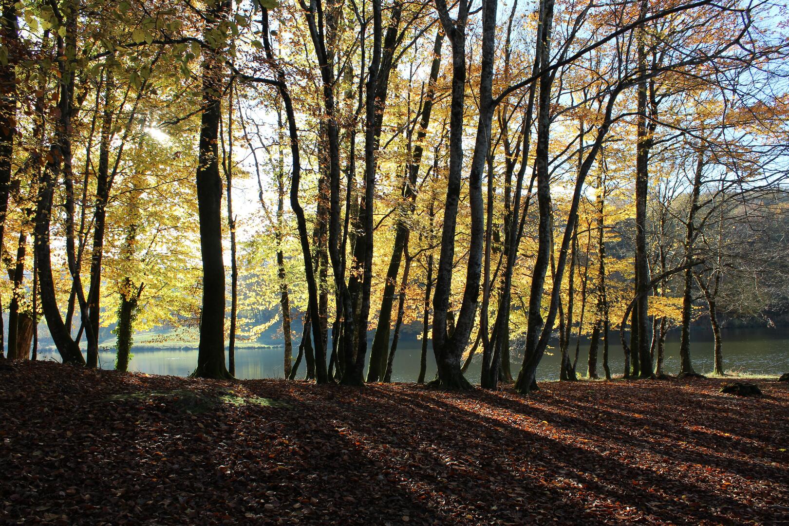 Forêt Ségala®Mouret