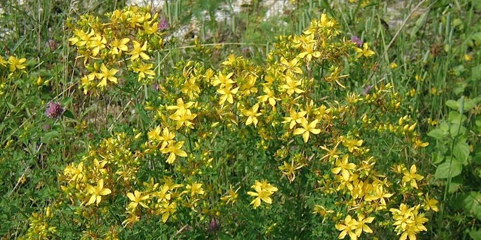 Fleurs